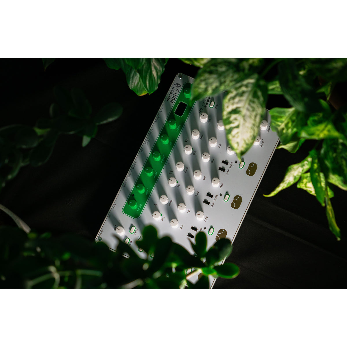 Nyström HUM 2 incliné parmi des feuilles vert foncé